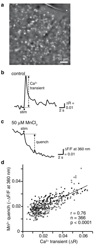 Figure 1.  Intracellular Mn 2+  accumulation was correlated with neuronal activity in striatal GABAergic  neurons