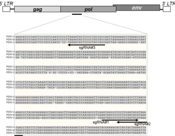 Figure 1. Genomic structure of porcine endogenous retrovirus (PERV) and gRNA locations targeting the pol gene
