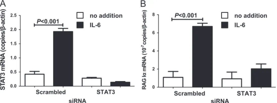 Fig. 4. Effects of STAT3-siRNA transfection on IL-6-induced REG Iα promoter activity in NS-SV-DC cells