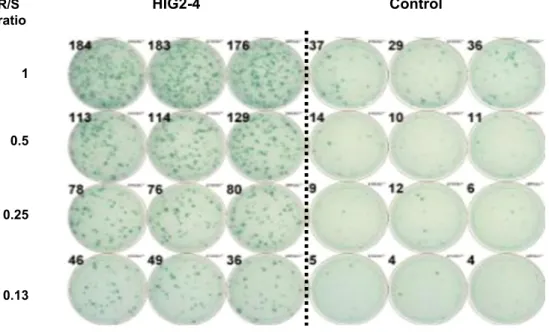Fig. 3    HIG2-9-4-specific CTL response in case 5 after one course  of vaccine treatment