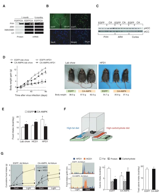 Figure 1. Expression of CA-AMPK in PVH Neurons Promotes HCD Selection and Induces Obesity in Mice Fed an HCD, but Not an HFD (A) Immunoblot analysis of CA-AMPK (CA) protein and RT-PCR analysis of CA-AMPK mRNA in hypothalamic nuclei of CA-AMPK or control (E