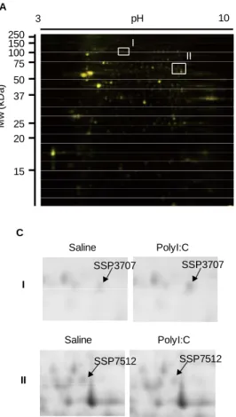 Fig. 1. 2D-DIGE analysis in the PFC of PCP- PCP-treated mice.