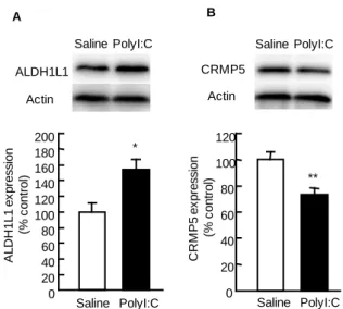 Fig. 2. Expression of ALDH1L1 and CRMP5 in the hippocampus of polyI:C-treated mice at the age of 10 weeks From PD 2 to 6, mice were injected s.c