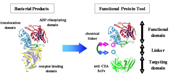 Fig.  1:  Molecular  model  of Pseudomonas  aeruginosa  exotoxin  A  for  an  example  of  bacterial  products  and its derivative, Functional Protein Tool, studied in this study