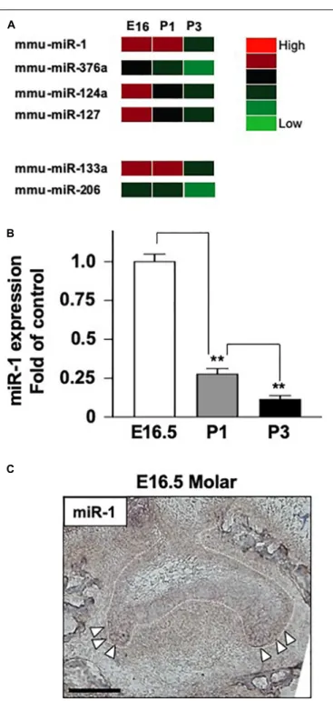 FIGURE 1 | The expression of miR-1 during tooth development. (A) miRNA microarray data at three stages (E16.5, P1, P3) during tooth development.