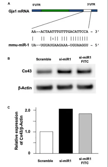 FIGURE 2 | Effect of Cx43 expression following miR-1 knockdown using siRNA (si-miR-1) in dental epithelial cells