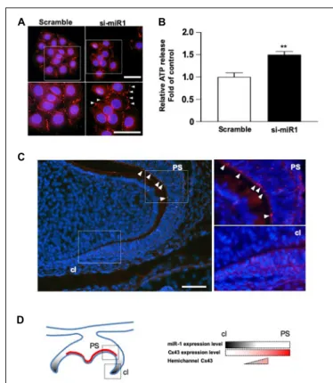 FIGURE 3 | Promotion of cell proliferation in miR-1-knockdown SF2 cells using si-miR1 probes