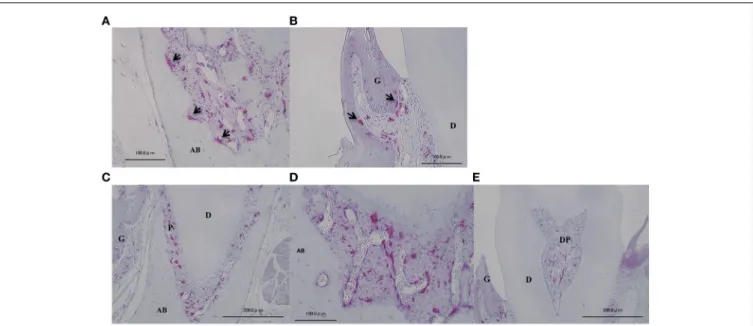 FIGURE 1 | Localization of GFP-positive cells in intact periodontal tissue.