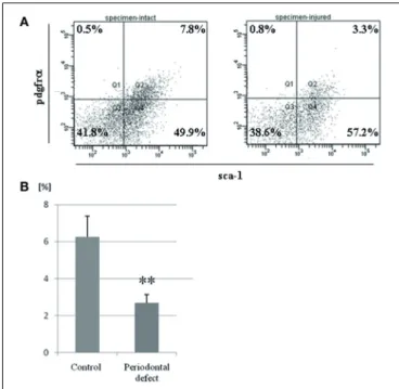 FIGURE 5 | Postoperative changes in MSC population in bone marrow.