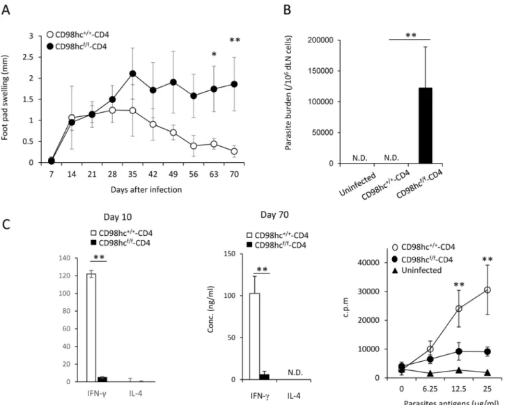 Fig 5. T cells from CD98hc f/f -CD4 mice cannot mount immune responses against- Leishmania major 