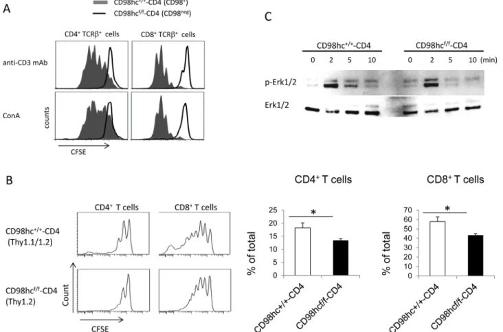 Fig 2. T cell proliferation is impaired in CD98hc f/f -CD4 mice. (A) Spleen cells from CD98hc +/+ -CD4 (solid) or CD98hc f/f -CD4 (dotted) mice were labeled with CFSE and stimulated with either an anti-CD3 mAb or ConA for three days