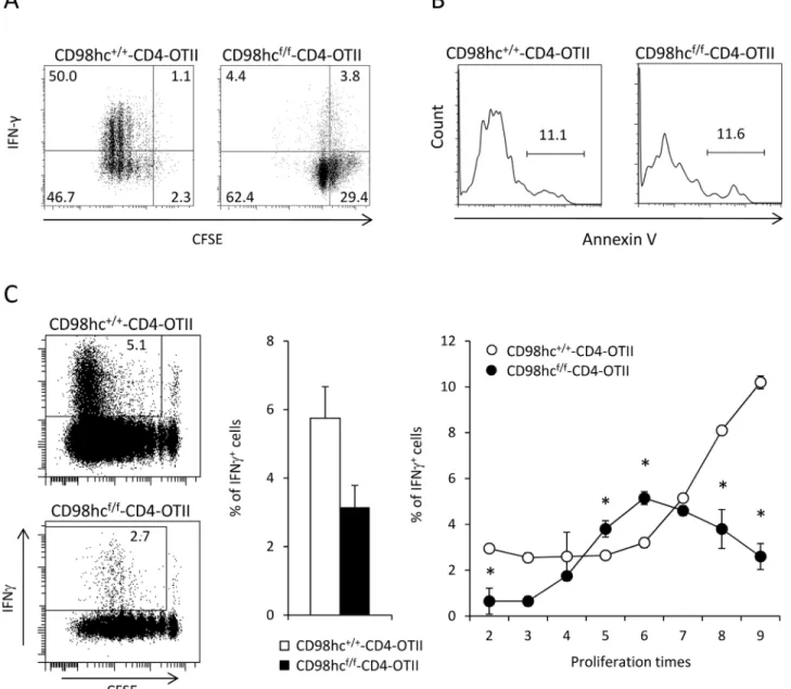 Fig 4. IFN- γ secretion is disturbed in CD98hc f/f -CD4 mice. (A) CFSE labeled spleen cells from CD98hc f/f -CD4-OT11 or CD98hc +/+ -CD4-OT11 mice were stimulated with OVA peptides under Th1 culture conditions for 3 days