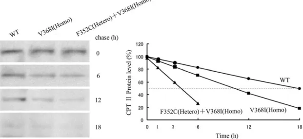 Fig 3. Pulse-chase (left) and half-lives (right) of control and variant CPT II in fibroblasts