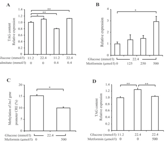 Fig 5. Metformin improved insulin mRNA levels, intracellular triacylglycerol (TAG) content, and DNA methylation of Ins1 promoter