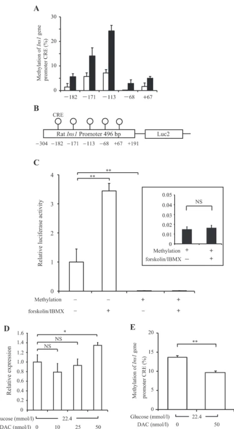 Fig 2. The contribution of DNA methylation of the Ins1 promoter. (A) INS-1 cells were cultured under normal-culture-glucose (11.2 mmol/l; white bar) or experimental-high-glucose (22.4 mmol/l; black bar) conditions for 14 days