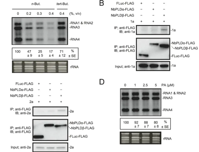 Fig 5. BMV RNA replication requires PLD-derived PA in N . benthamiana protoplasts. (A) An inhibitor of PLDs impairs BMV RNA replication in a single cell