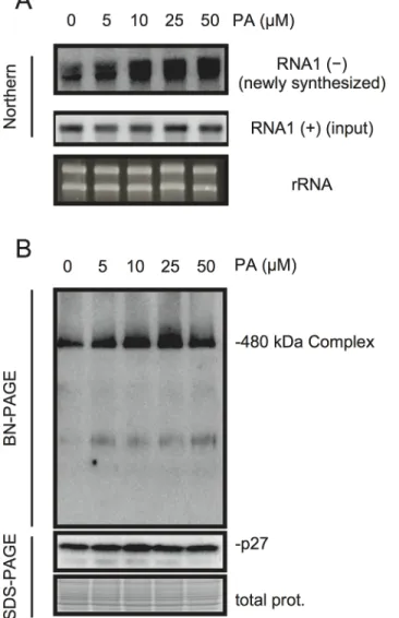 Fig 6. PA enhances accumulation of negative-strand RNA1 and the 480-kDa replicase complex in BYL