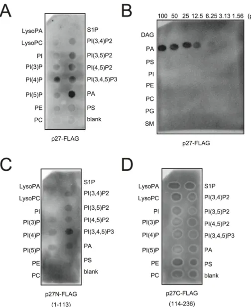 Fig 7. p27 interacts with PA in vitro . p27-FLAG or its variant proteins expressed in E
