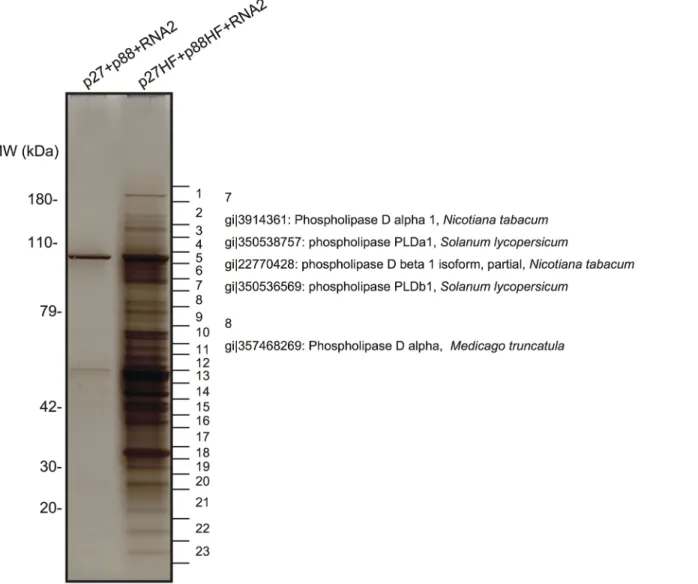 Fig 1. Identification of proteins copurified with RCNMV replication proteins. The solubilized total fractions prepared from Agrobacterium-infiltrated leaves expressing p27 plus p88 plus RNA2 or p27-His-FLAG (p27-HF) plus p88-His-FLAG (p88-HF) plus RNA2 wer