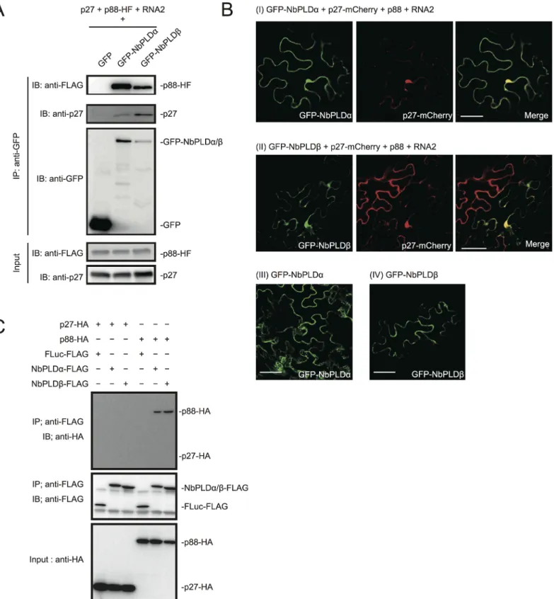 Fig 2. RCNMV replication proteins interact with NbPLD α and NbPLD β . (A) RCNMV replication proteins interacted with NbPLD α and NbPLD β in a co-IP assay in N