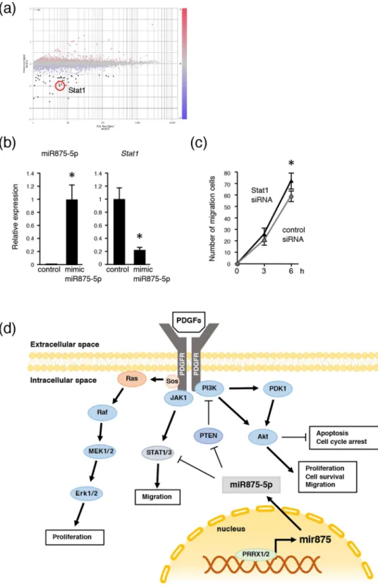 Figure 6.  MiR875-5p promotes cell migration by suppressing Stat1 expression. (a) Mimic miR875-5p  transfected mDP cells showed differentially expressed genes in CAGE analysis and the results were compared  to non-transfected mDP cells