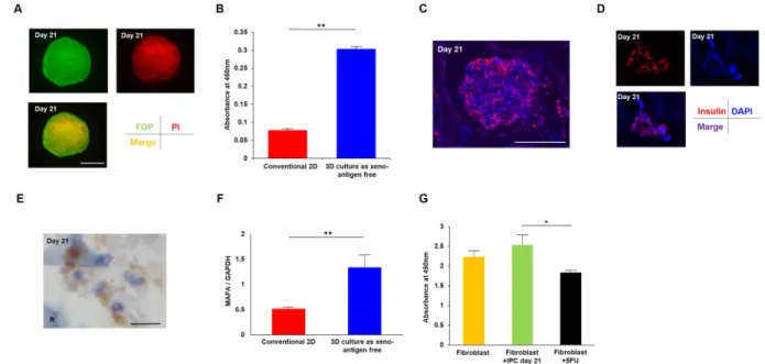 Figure 2.  Cell quality of IPCs generated by the 3D cultured protocol was better than IPCs from conventional  monolayer culture