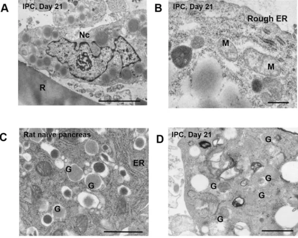 Figure 3.  Electron microscopic images of microstructures in IPCs. (A) Generated 3D cultured IPCs at day 21  showed clear nuclei