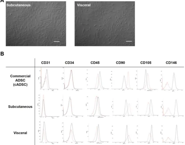Figure 1.  The characteristic differences of isolated ADSCs. (A) There were no differences for isolated  ADSCs in morphology