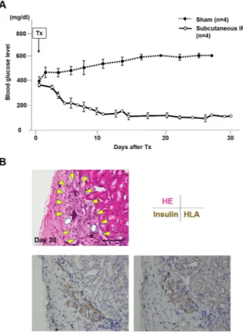 Figure 5.  In vivo functional test. (A) Ninety-six (96) IPCs generated from the ADSCs and isolated from the  subcutaneous adipose tissue were transplanted under the kidney capsule of streptozotocin-induced diabetic  nude mice (n = 4, each mouse received IP