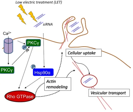 Figure 6.  Mechanism and signaling pathway for LET-mediated cellular uptake of siRNA. LET with siRNA  induces the phosphorylation of Hsp90α and PKCγ, followed by the activation of Rho GTPase