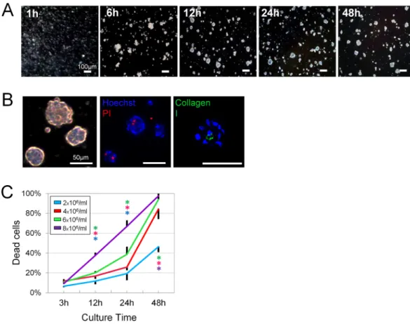 Figure 1.  Optimization of spheroid formation and cell viability. (A) Temporal change of human ASC spheroid  formation during in-syringe culture
