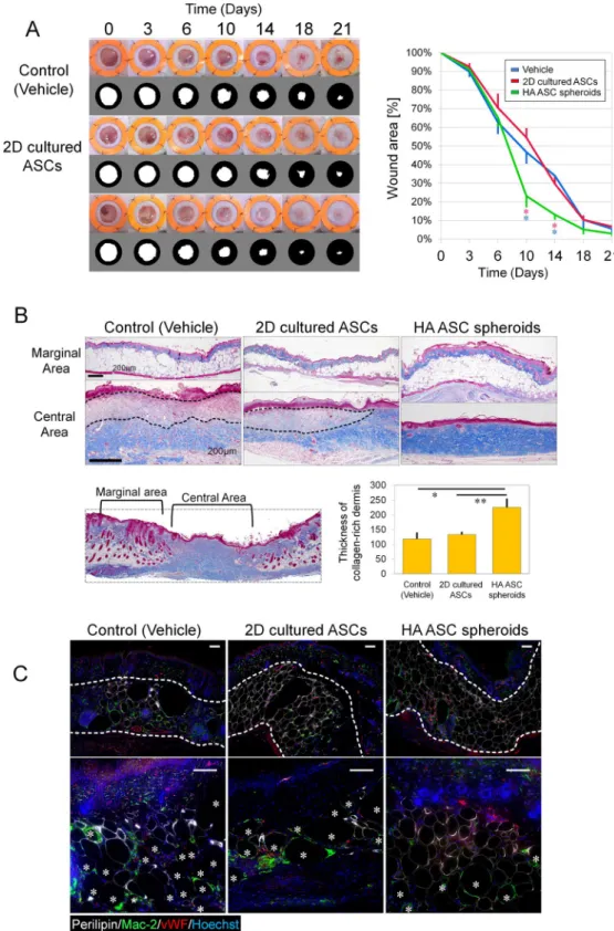 Figure 4.  Wound healing of skin defects in diabetic mice. (A) Representative photos of wound healing in full- full-thickness cutaneous ulcers (left) and quantification of wound-opening sizes at different time points (right) in  db/db mice