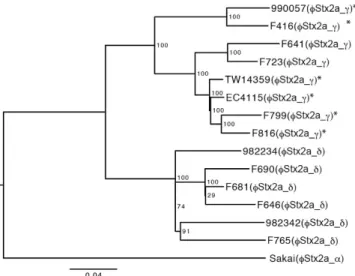 Figure 4.  High-resolution phylogenetic analysis of the O157 clade 8 strains. Based on 975 SNP sites on  the chromosomal backbone, which were identified using a genome sequence comparison among the K-12  MG1655, O157 Sakai and 14 O157 clade 8 strains, a ma