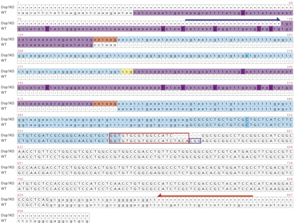 Figure 1.  Target region of Dop1 for the CRISPR/Cas9 system.  The Dop1 genomic sequence from Dop1  knockout (KO) crickets (the upper rows) were aligned with the corresponding region of wild-type (WT)  crickets shown in the lower rows