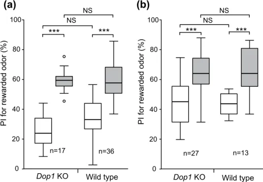 Figure 4.  No impairment of appetitive learning with water or sucrose reward in Dop1 knockout  crickets
