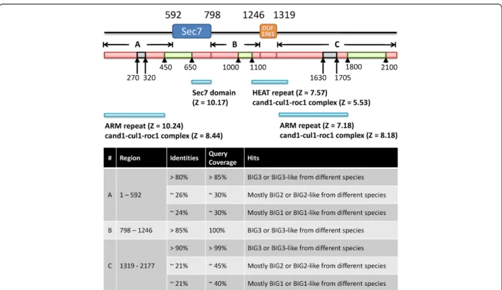 Figure 1 Sequence analysis of BIG3. The locations of the two domains identified by Pfam and SMART are shown at the top