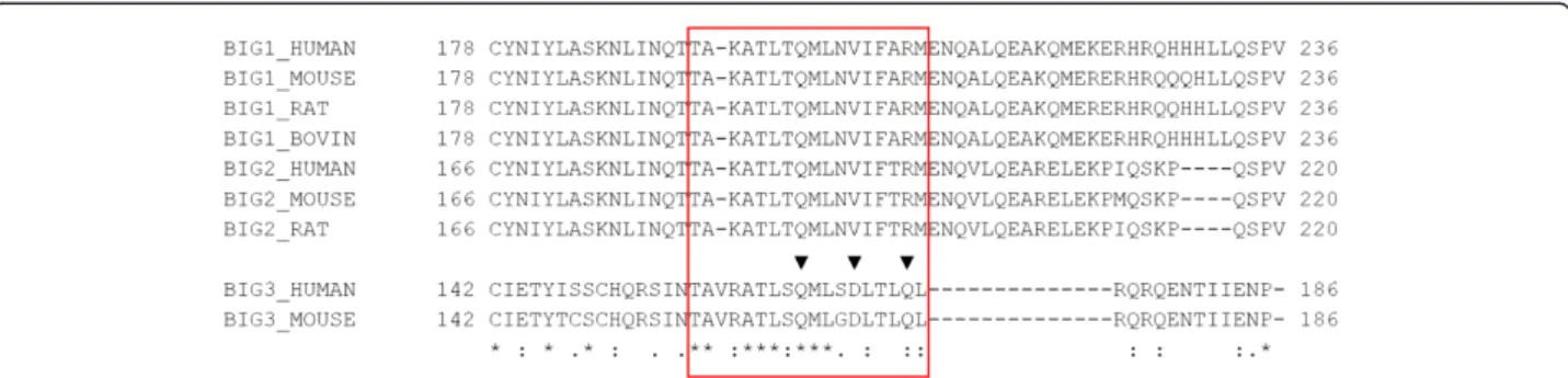 Figure 5 Multiple sequence alignment of BIG3 and its homologues near the putative PHB2-binding site