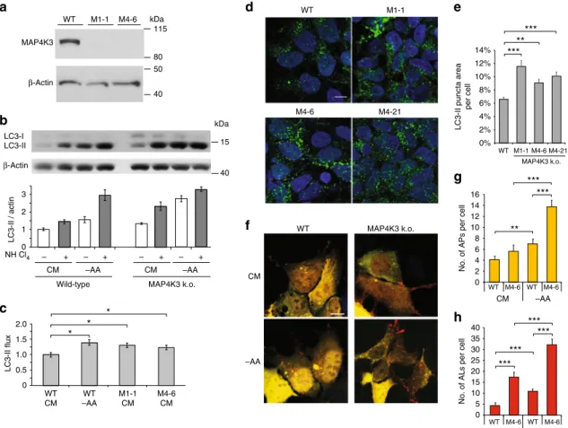 Fig. 1 Knockout of MAP4K3 promotes autophagy induction and ﬂ ux. a Validation of MAP4K3 knockout (k.o.) cell lines