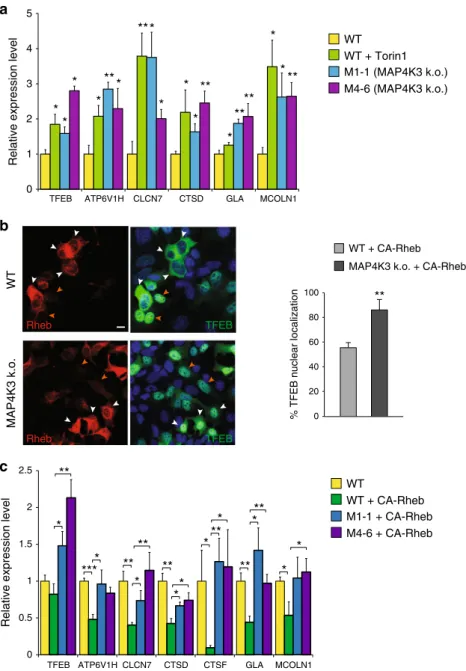 Fig. 3 MAP4K3 regulation of TFEB is upstream of mTORC1. a Knockout of MAP4K3 promotes TFEB-mediated transactivation of its target genes