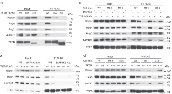 Fig. 4 MAP4K3 and TFEB serine 3 phosphorylation are required for interaction of TFEB with the mTORC1-Rag GTPase complex