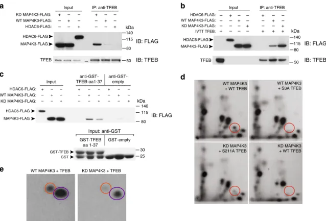 Fig. 5 MAP4K3 phosphorylates TFEB on serine 3. a MAP4K3 physically interacts with TFEB