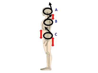 Figure 1: The concept of  three spherical surfaces indicating  head, chest and pelvis 