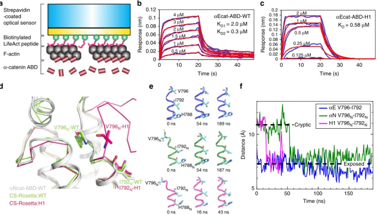 Fig. 6 Unfolding of α 1-helix affects the conformational dynamics of V796. a A scheme of BLI experiment for a kinetic analysis of direct interaction between α Ecat-ABD and F-actin