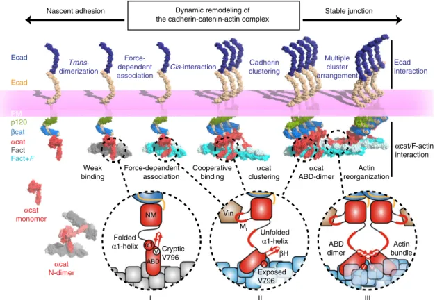 Fig. 7 Dynamic remodeling of the cadherin-catenin-actin complex. A model of α -catenin-dependent cadherin-actin linkage, cadherin clustering and F-actin bundling involved in the regulation of cadherin-mediated cell-cell adhesion facilitating nascent and st