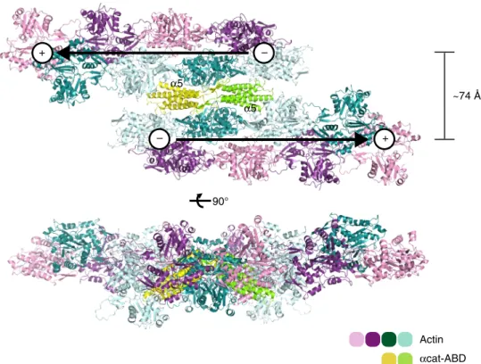 Fig. 13a). The SA-LAbio sensor was used to immobilize F-actin through the LifeAct-F-actin interaction with high avidity