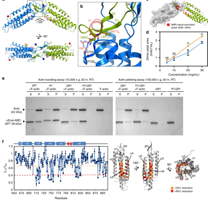 Fig. 2 Crystal structure of α Ncat-ABD-H1 reveals a novel ABD dimer interface. a Crystal structure of the α Ncat-ABD-H1 dimer in form A (two protomers shown as blue and green)