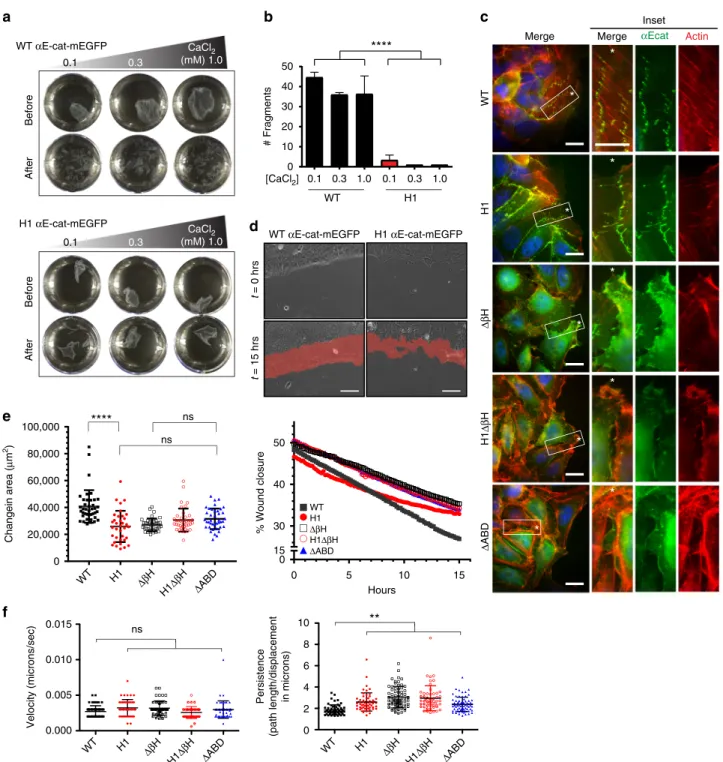 Fig. 3 α 1-helix and β H are critical for the formation of multicellular structures and wound healing