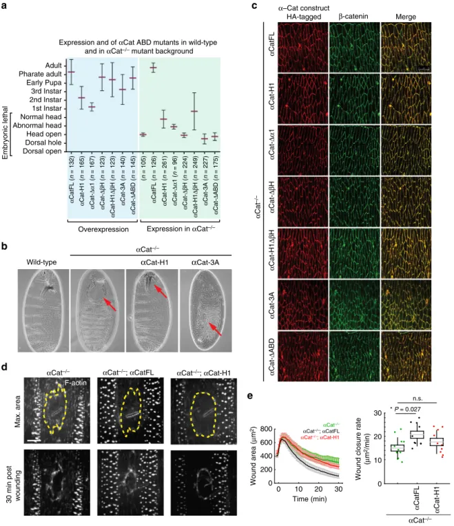Fig. 4 α Cat ABD mutants fail to rescue α Cat function in Drosophila. a Phenotypic consequences of the overexpression of α Cat ABD mutants and rescue activity of α Cat ABD mutants expressed in α Cat −/− zygotic null mutants
