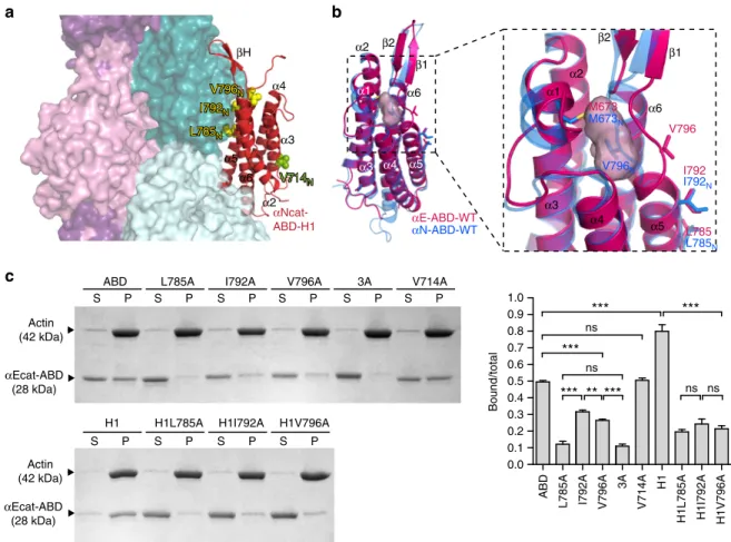 Fig. 5 Identi ﬁ cation of the critical actin-binding site residues in α -catenin. a Model of the α cat-ABD (red) bound to two axially adjacent actin monomers (dark and light teal) within F-actin, based on the vin-ABD/F-actin cryo-EM structure (PDB ID: 3JBI