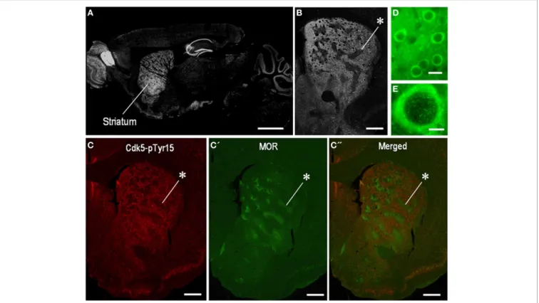 FIGURE 1 | Localization of Cdk5-p Tyr15 in the mouse striatum.